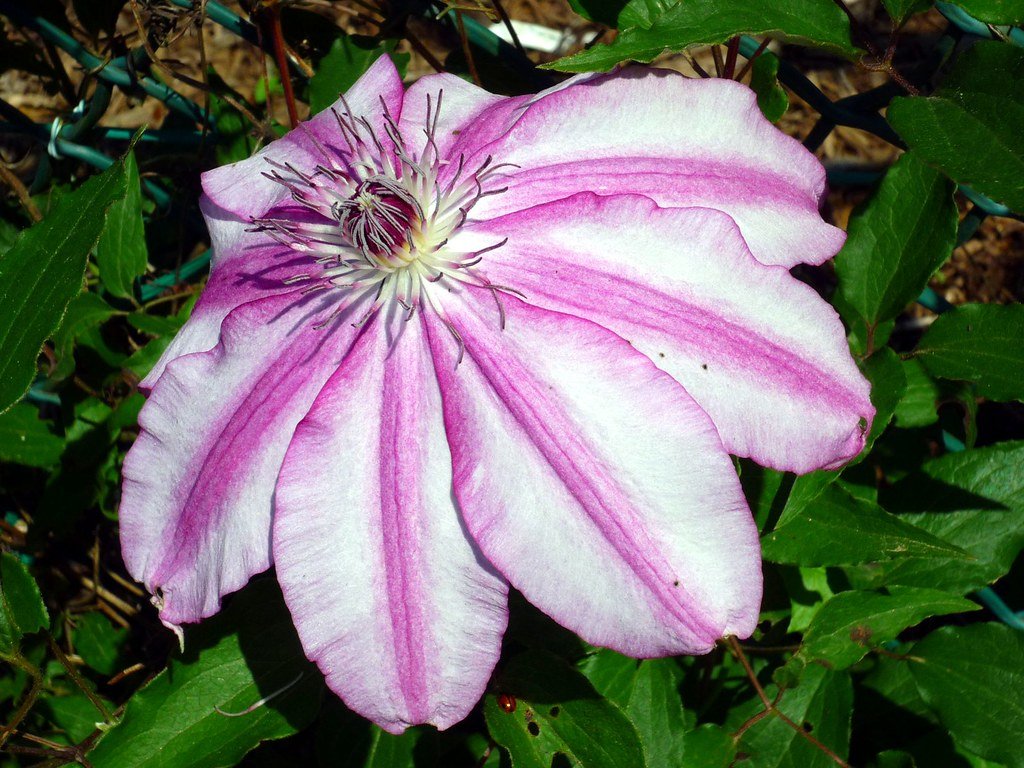 🌳 국립과학박물관 쓰쿠바실험식물원 이미지 13